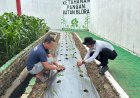 Penanaman Cabai Dimulai, Rutan Blora Optimis Hasilkan Panen Berlimpah